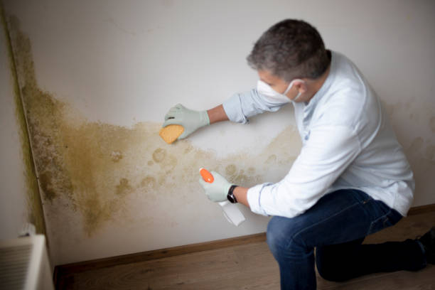 Best Mold Removal for HVAC Installations  in Hurley, MS